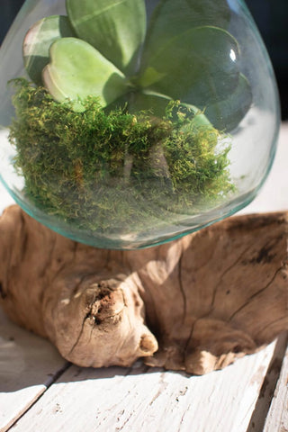 BLOWN GLASS BOWL ON DRIFTWOOD BASE - LARGE