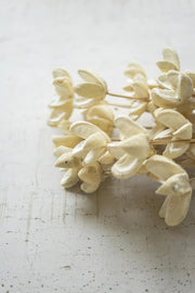 BUNDLE OF 24 BLEACHED BULLET FLOWERS ON STEMS