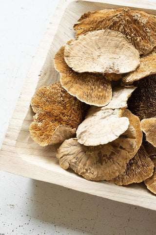 BAG OF 48 DRIED SPONGE MUSHROOMS