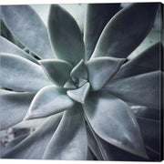 A Succulent Life by Jessica Manelis, Canvas Art
