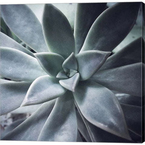 A Succulent Life by Jessica Manelis, Canvas Art