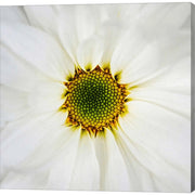 Center of Attention by Jessica Manelis, Canvas Art