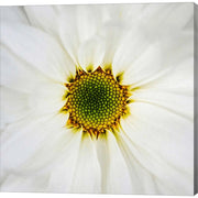 Center of Attention by Jessica Manelis, Canvas Art