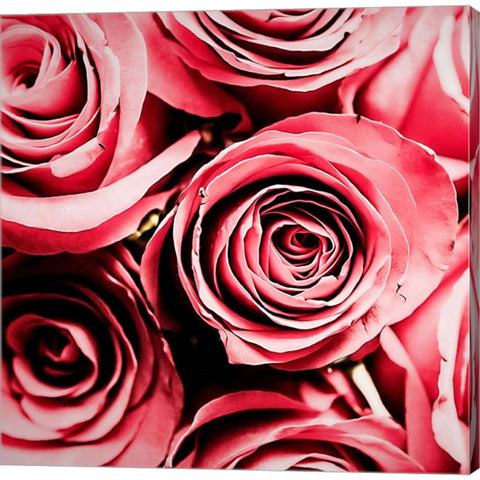 Moonlight & Roses by Jessica Manelis, Canvas Art