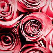 Moonlight & Roses by Jessica Manelis, Canvas Art