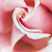 Wholly Joyous by Jessica Manelis, Canvas Art