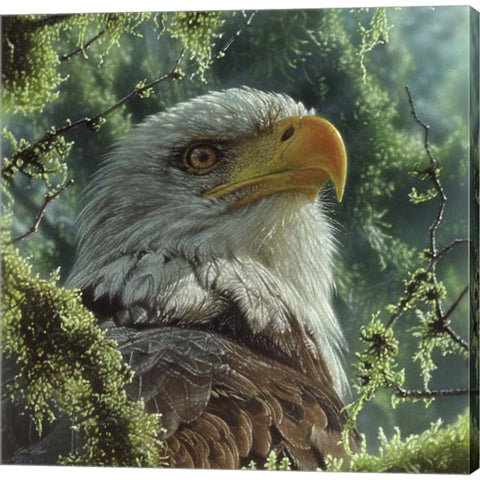Bald Eagle by Collin Bogle, Canvas Art