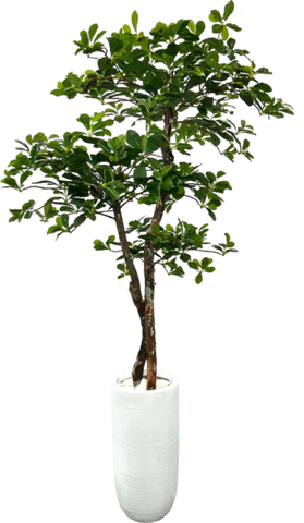5' Artificial Black Olive Tree