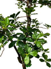 5' Artificial Black Olive Tree