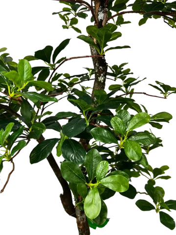 5' Artificial Black Olive Tree