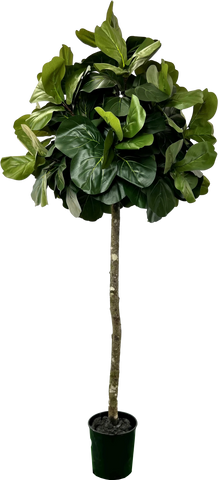 6.5' Artificial Topiary Fig Tree in Growers Pot