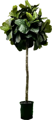 6.5' Artificial Topiary Fig Tree in Growers Pot