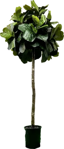 6.5' Artificial Topiary Fig Tree in Growers Pot