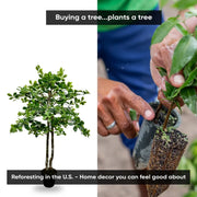 Handmade 4' Italian Black Olive Leaf Artificial Tree