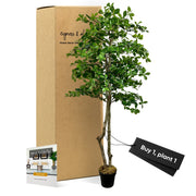 Handmade 6' Italian Black Olive Leaf Artificial Tree