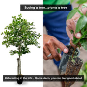 Handmade 5' Italian Black Olive Leaf Artificial Tree