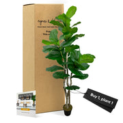 Handmade 6' Artificial Large Leaf Fig Tree