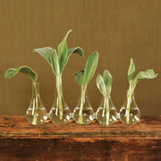 1 Quintuplet Set Of Five Joined Glass Vases