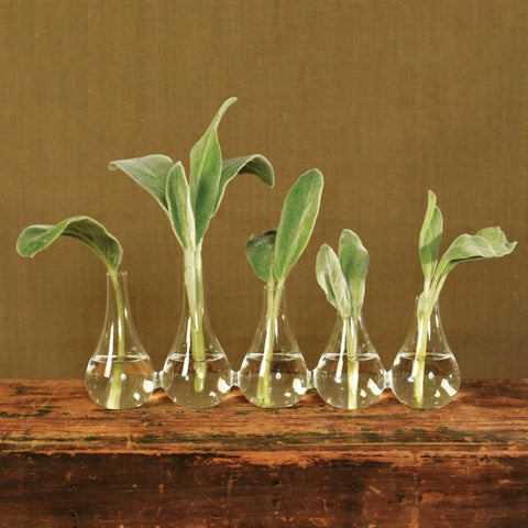 1 Quintuplet Set Of Five Joined Glass Vases